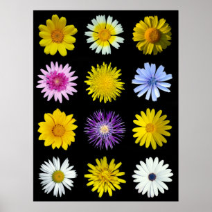 Affiche Différentes fleurs de la famille Asteraceae.