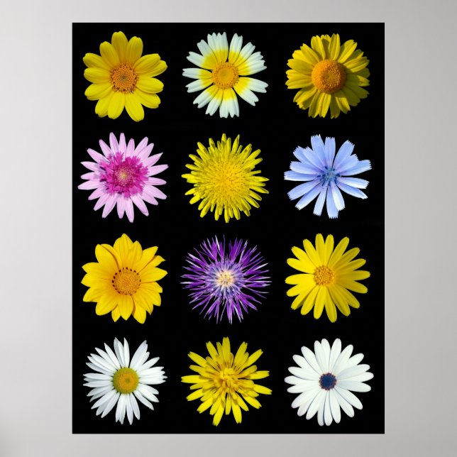 Affiche Différentes fleurs de la famille Asteraceae. (Devant)