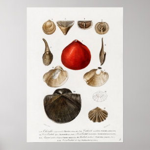 Affiche Différents types de mollusques