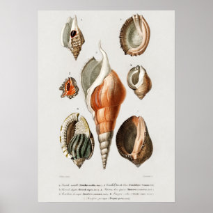 Affiche Différents types de mollusques