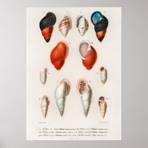 Affiche Différents types de mollusques