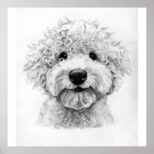 Affiche Digne adorable croquis de chien aux cheveux frisés