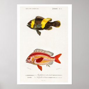 AFFICHE D'ILLUSTRATION DE L'HISTOIRE NATURELLE DU