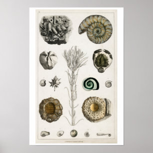 AFFICHE D'ILLUSTRATION DES FOSSILES vintages