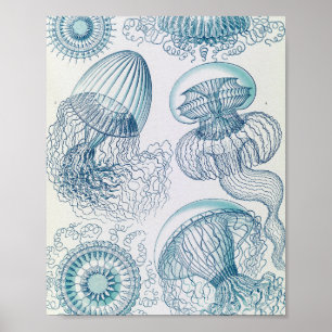 Affiche d'illustration scientifique de méduse vint