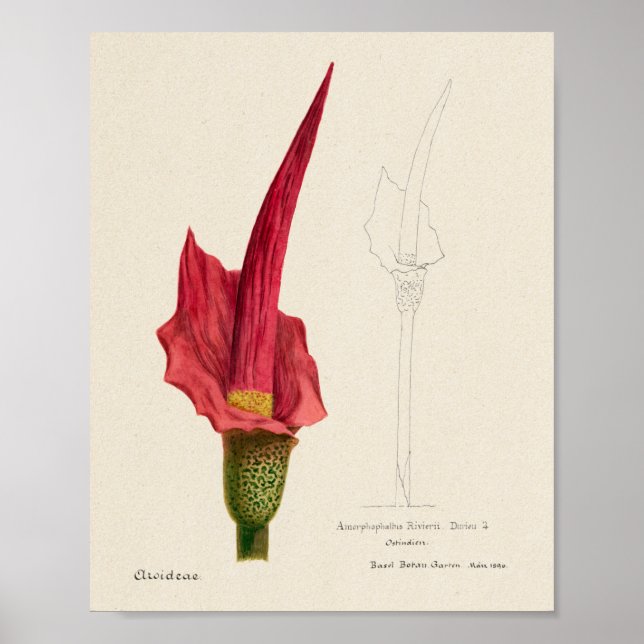 Affiche d'illustration vintage (Devant)