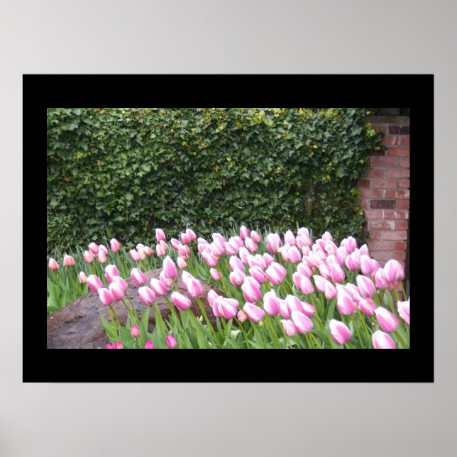 Affiche d'image de tulipes de jardin (Devant)