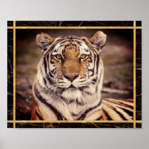 Affiche d'impression de photo d'image de gros chat