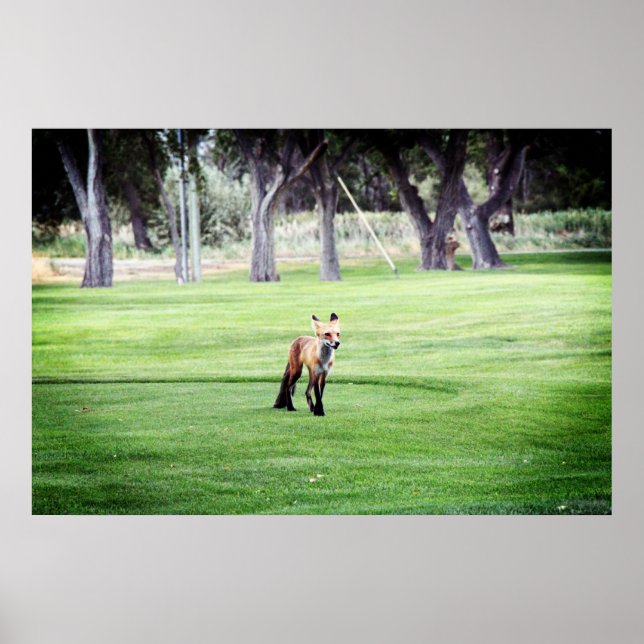 affiche d'impression photographique couleur renard (Devant)