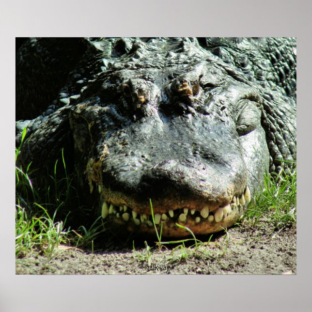 Affiche Dinasaur (Devant)