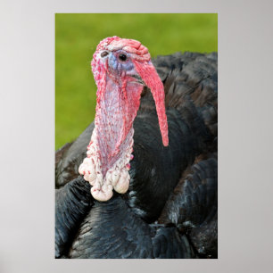 Affiche Dinde Portrait