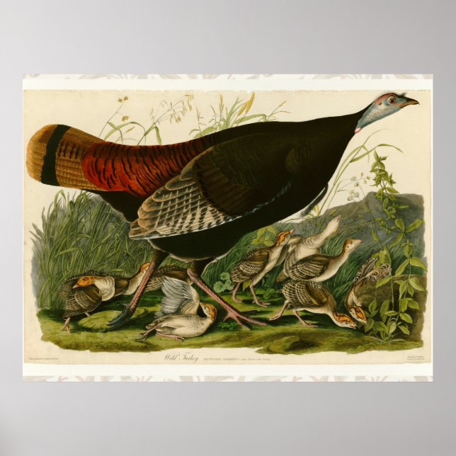 Affiche Dindon sauvage peinture oiseau Audubon (Devant)