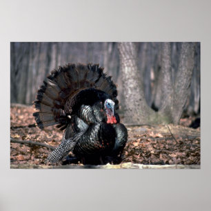 Affiche Dindons sauvages de l'Est poussant dans les bois