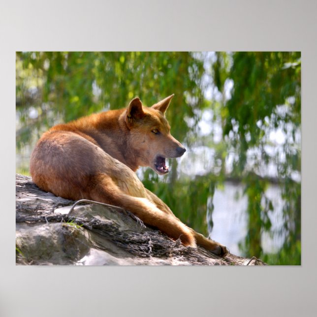 Affiche Dingo couché sur la pierre carte postale ornement  (Devant)