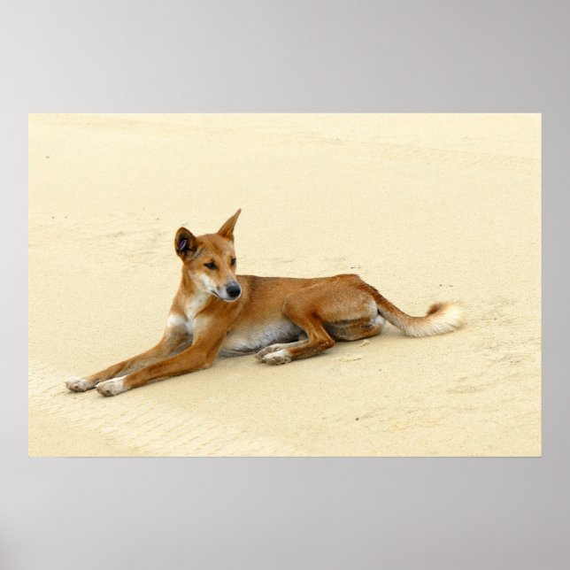Affiche Dingo dans la nature (Devant)