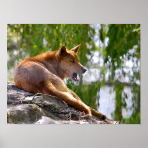 Affiche Dingo lying on rock postcard metal ornament T-Shir