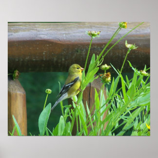 Affiche Dining Goldfinch