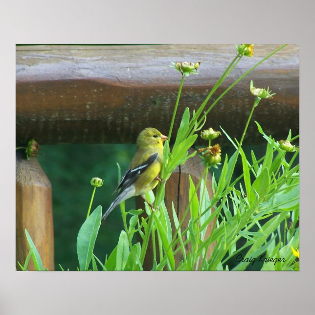 Affiche Dining Goldfinch (Devant)
