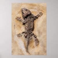 Dinosaure Fossil