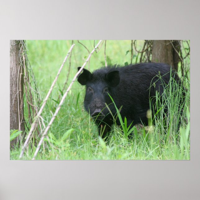 Affiche Dirty Nose (Devant)