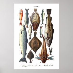 Affiche Display of different types of fish