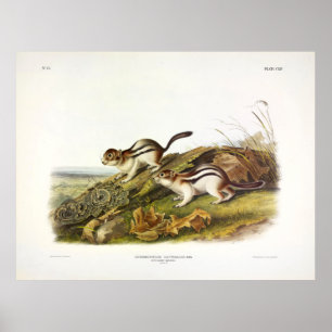 Affiche Dites's Marmot Squirrel (Golden-mantled Ground Sqr