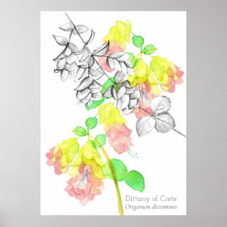 Affiche Dittany De Crète Origanum dictamnus Botanique