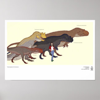 Affiche Diverses espèces de Ceratosaurus