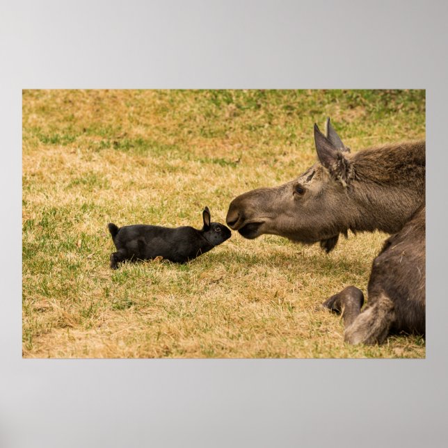 Affiche Diversité (Devant)