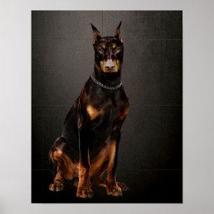 Affiche Doberman