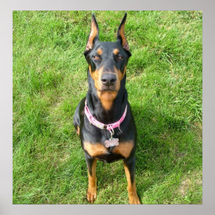 Affiche Doberman Pinscher