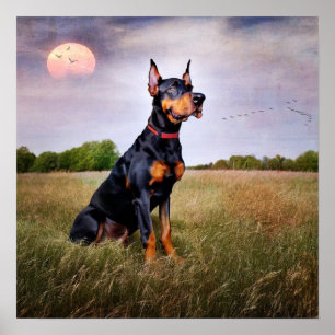Affiche Doberman Pinscher