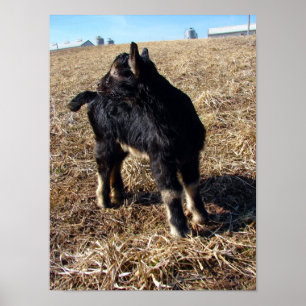 Affiche Dobie