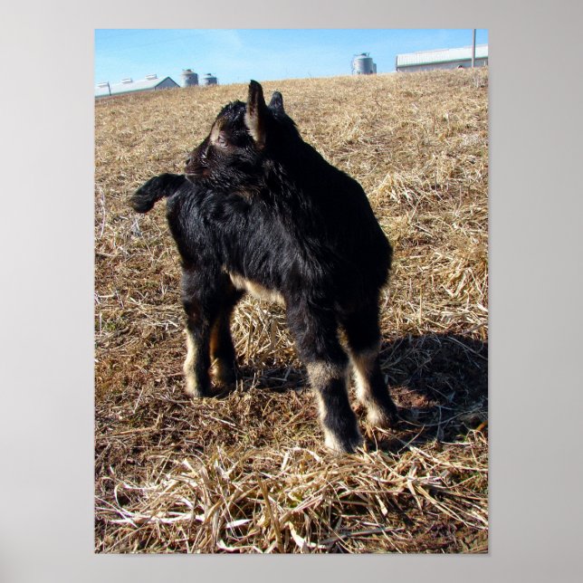 Affiche Dobie (Devant)