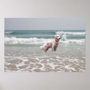 Affiche d'océan de golden retriever