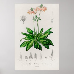 Affiche Dodecatheon meadia