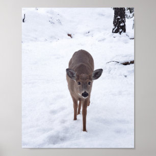 Affiche Doe cerf dans la neige Montana Faune photographie