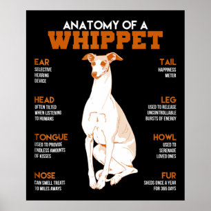 Affiche Dog anatomy of a whippet dogs t funny vend