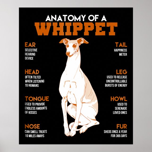Affiche Dog | anatomy of a whippet dogs t funny vend (Devant)
