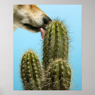 Affiche Dog licking cactus, close-up