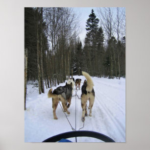 Affiche Dog Sledding à Québec, Canada