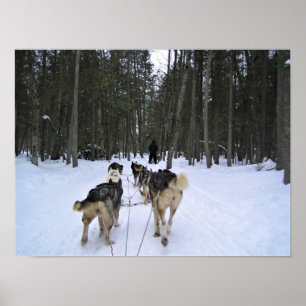 Affiche Dog Sledding à Québec, Canada
