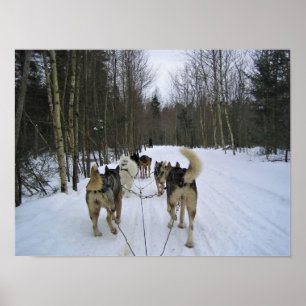 Affiche Dog Sledding à Québec, Canada