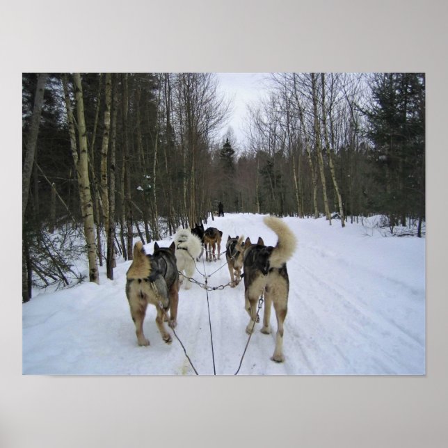 Affiche Dog Sledding à Québec, Canada (Devant)