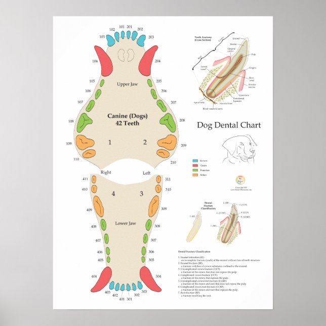 Affiche Dog Veterinary Dental Chart (Devant)