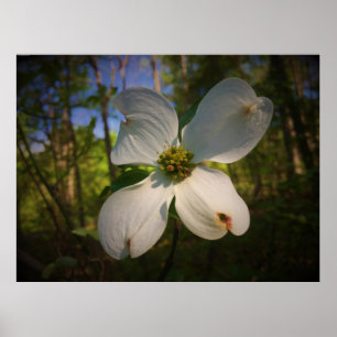 Affiche Dogwood Blossom,