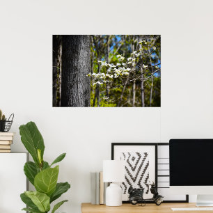 Affiche Dogwood Blossom,