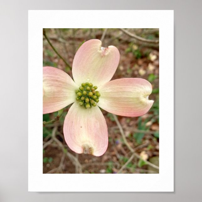 Affiche Dogwood Blossom (Devant)