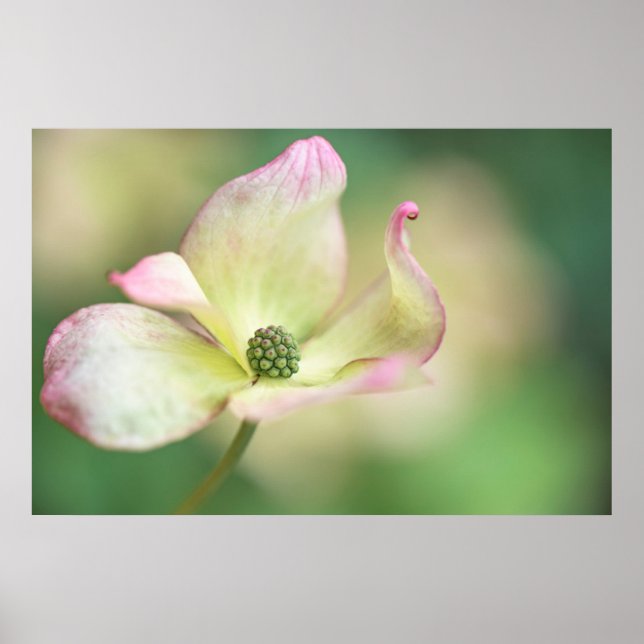 Affiche Dogwood Blossom | Cornus Kousa 'Miss Satomi' (Devant)