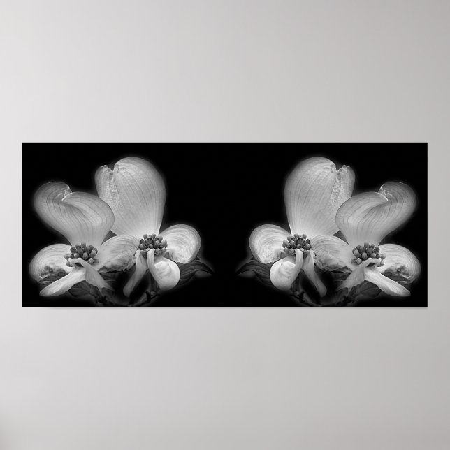 Affiche Dogwood Blossoms Noir Et Blanc Miroir Abstrait (Devant)